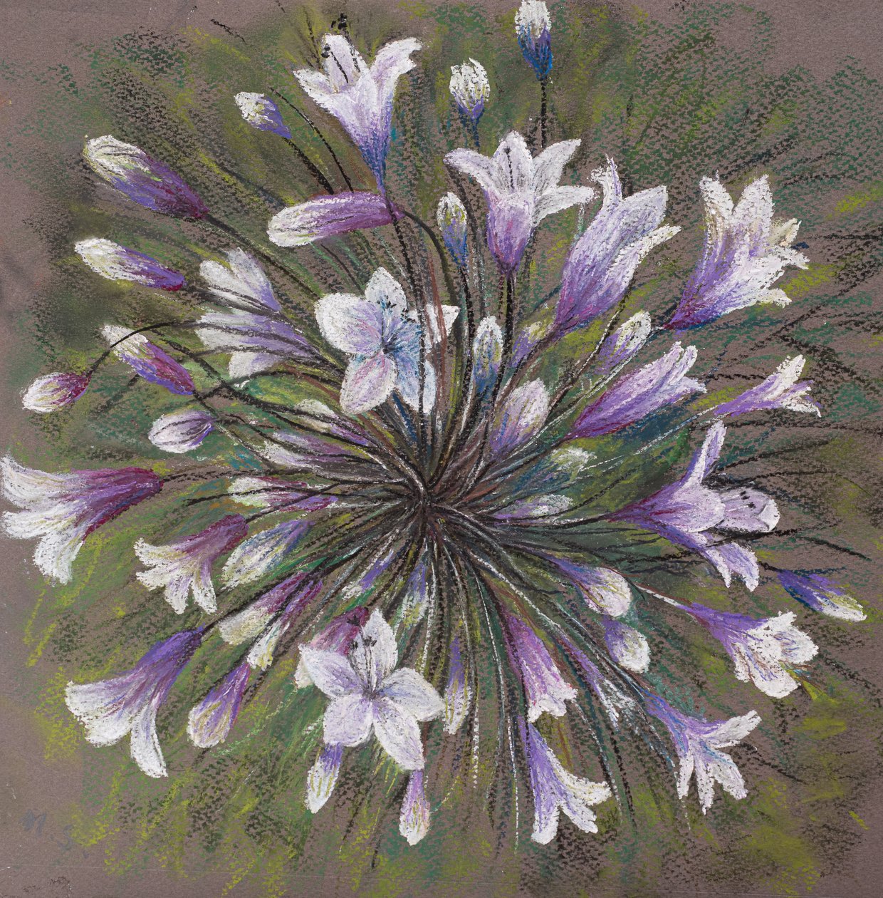 Agapanthes - Margo Starkey