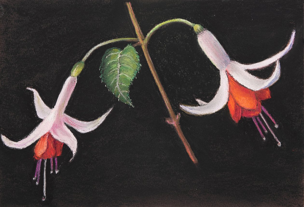 Fuchsias - Margo Starkey
