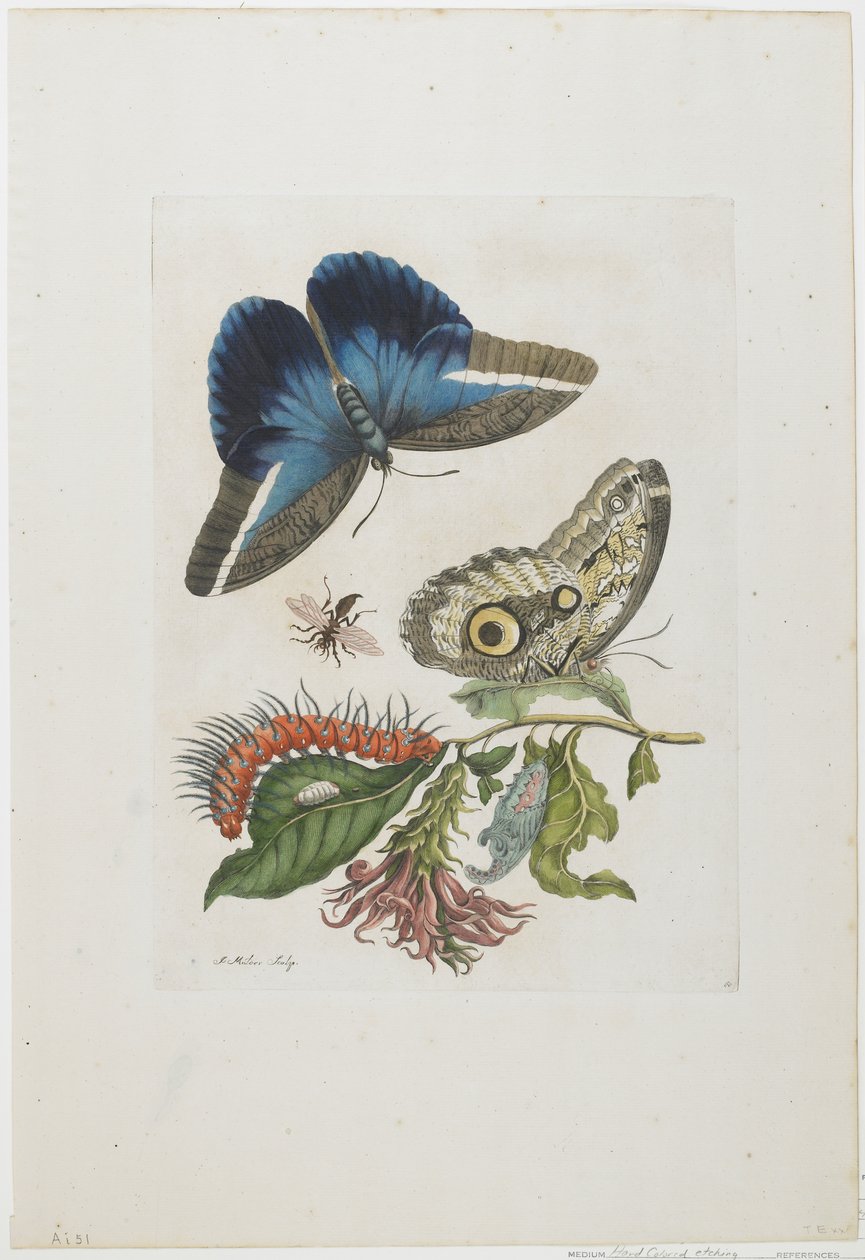 Papillons bleus et larve rouge, épines bleues, c.1705-17 - Maria Sibylla Merian