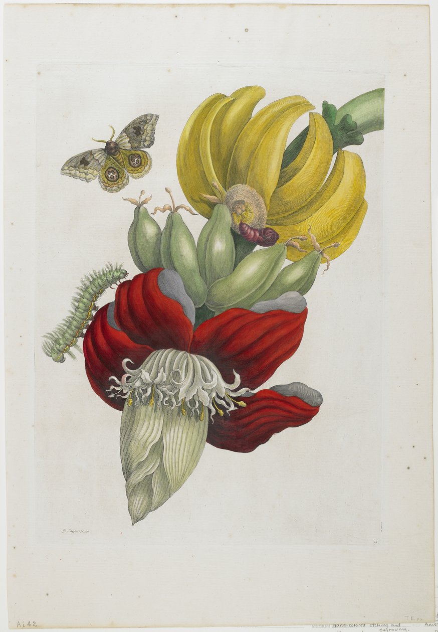 Inflorescence de banane, 1705 (gravure etching coloriée à la main) - Maria Sibylla Merian