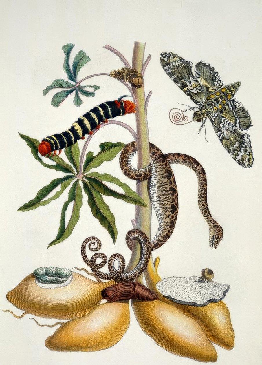 Manioc / M.S.Merian - Maria Sibylla Merian
