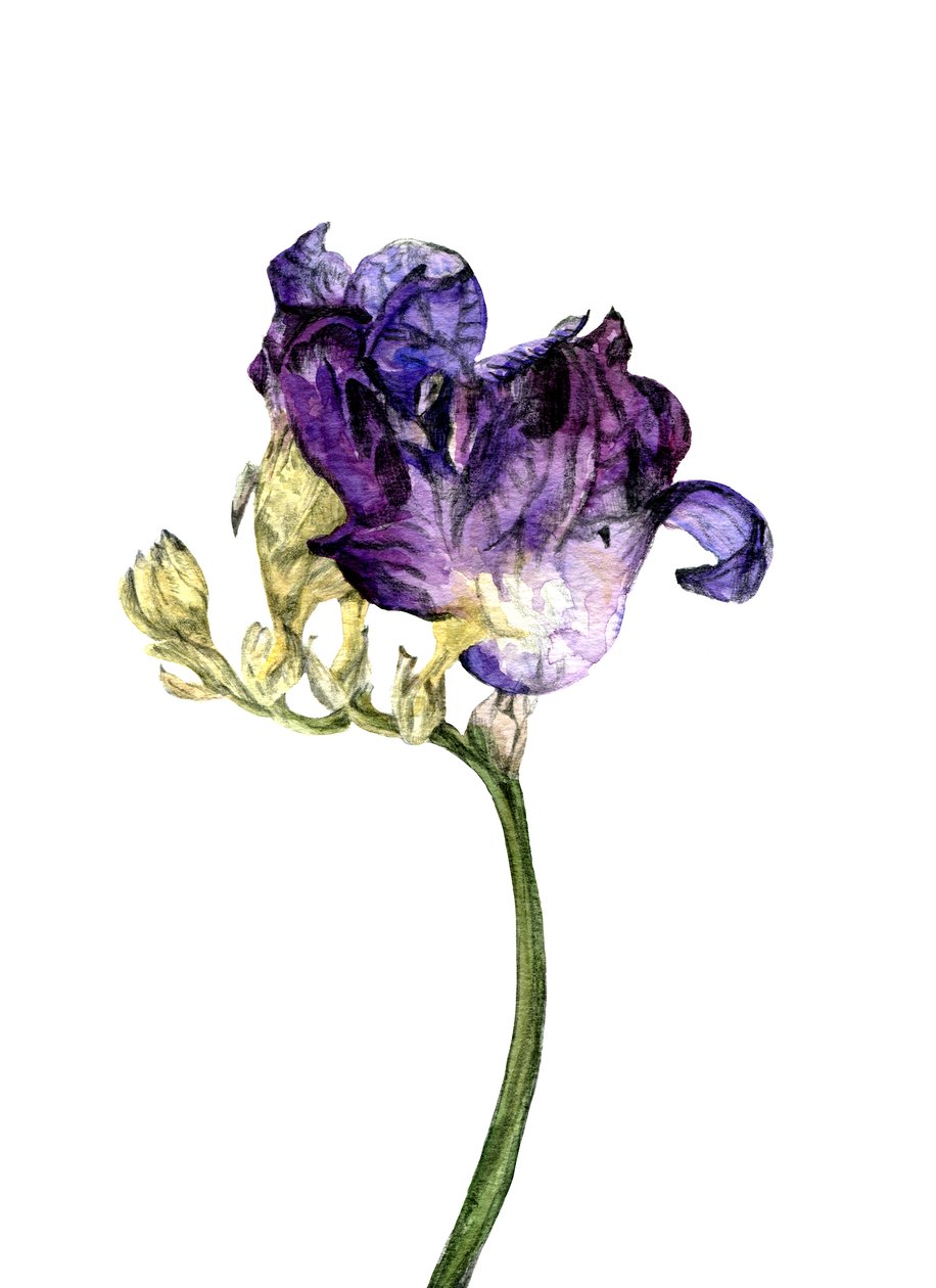 Fleur de freesia, 2018 - Maria Basea