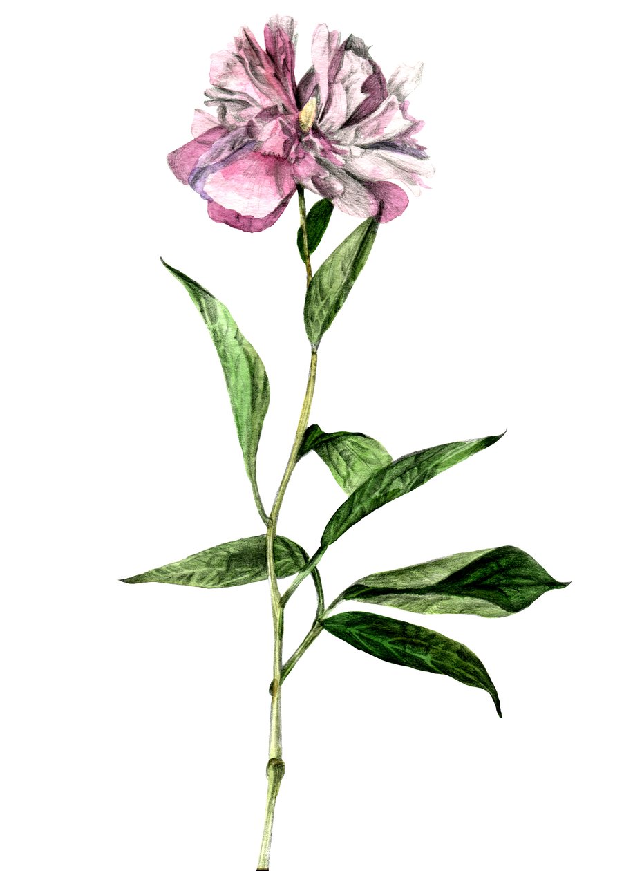 Pivoine, 2018 - Maria Basea