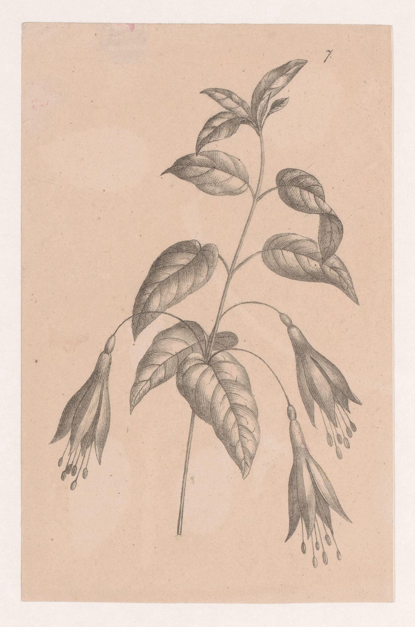 Branche avec des fleurs - Maria Geertruida de Goeje Barbiers (attributed to)