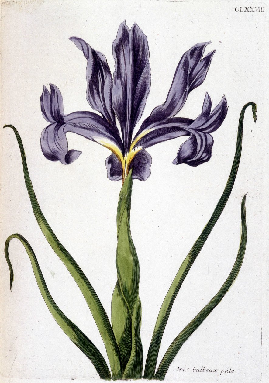 Image inconnue - Maria Sibylla Merian