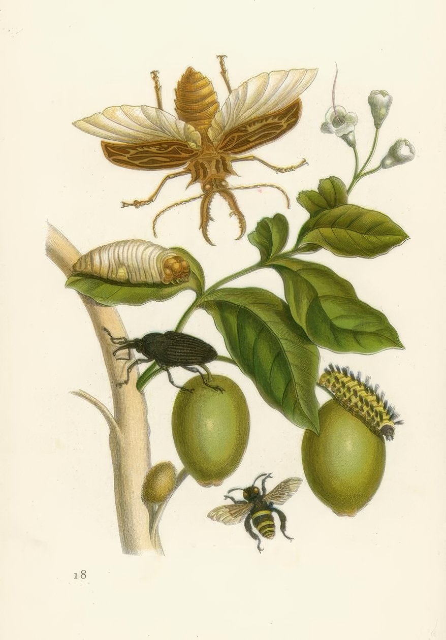 Tabroubabaum, Käfer … / M.S.Merian - Maria Sibylla Merian