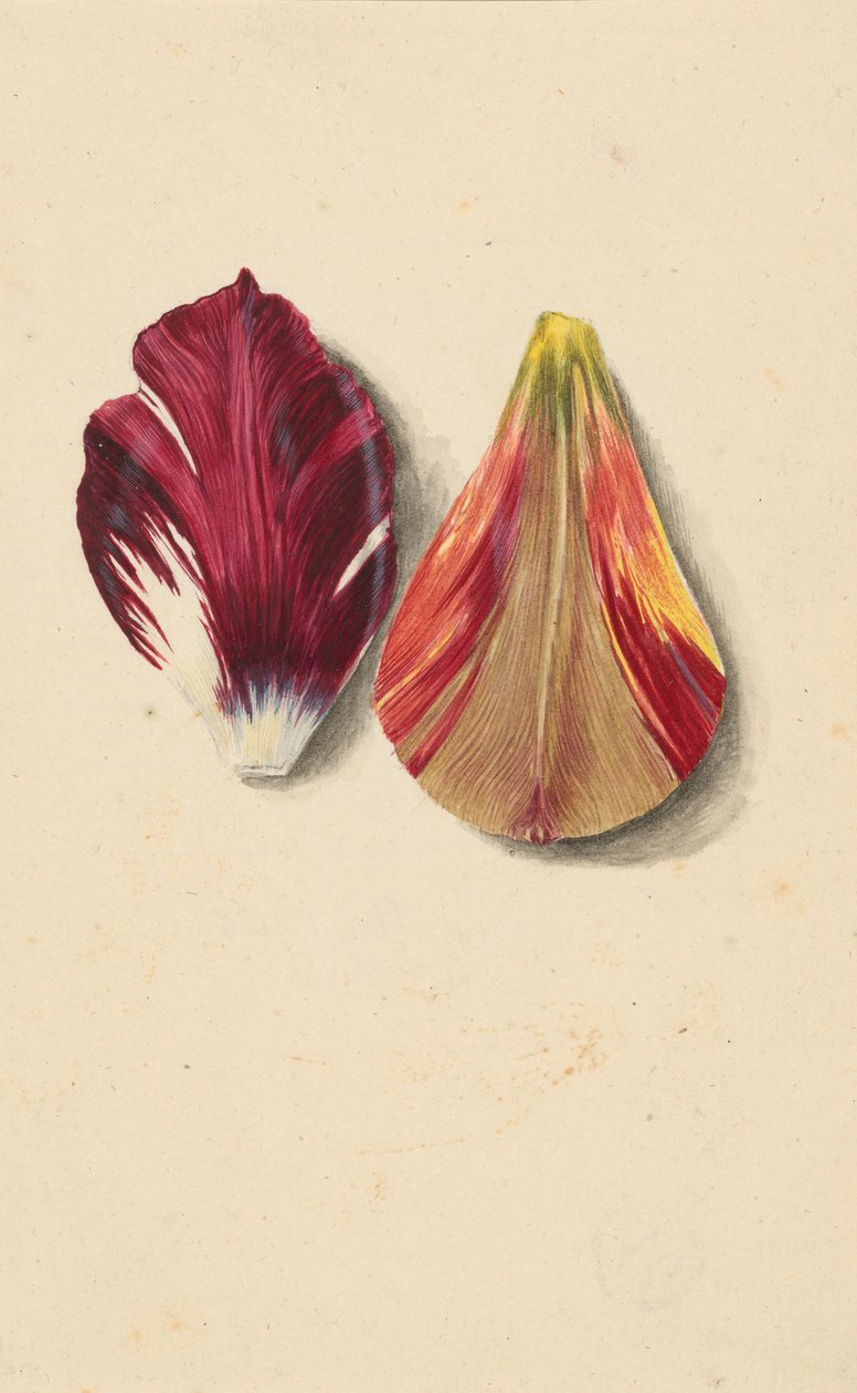 Deux feuilles de tulipe - Maria Sibylla Merian