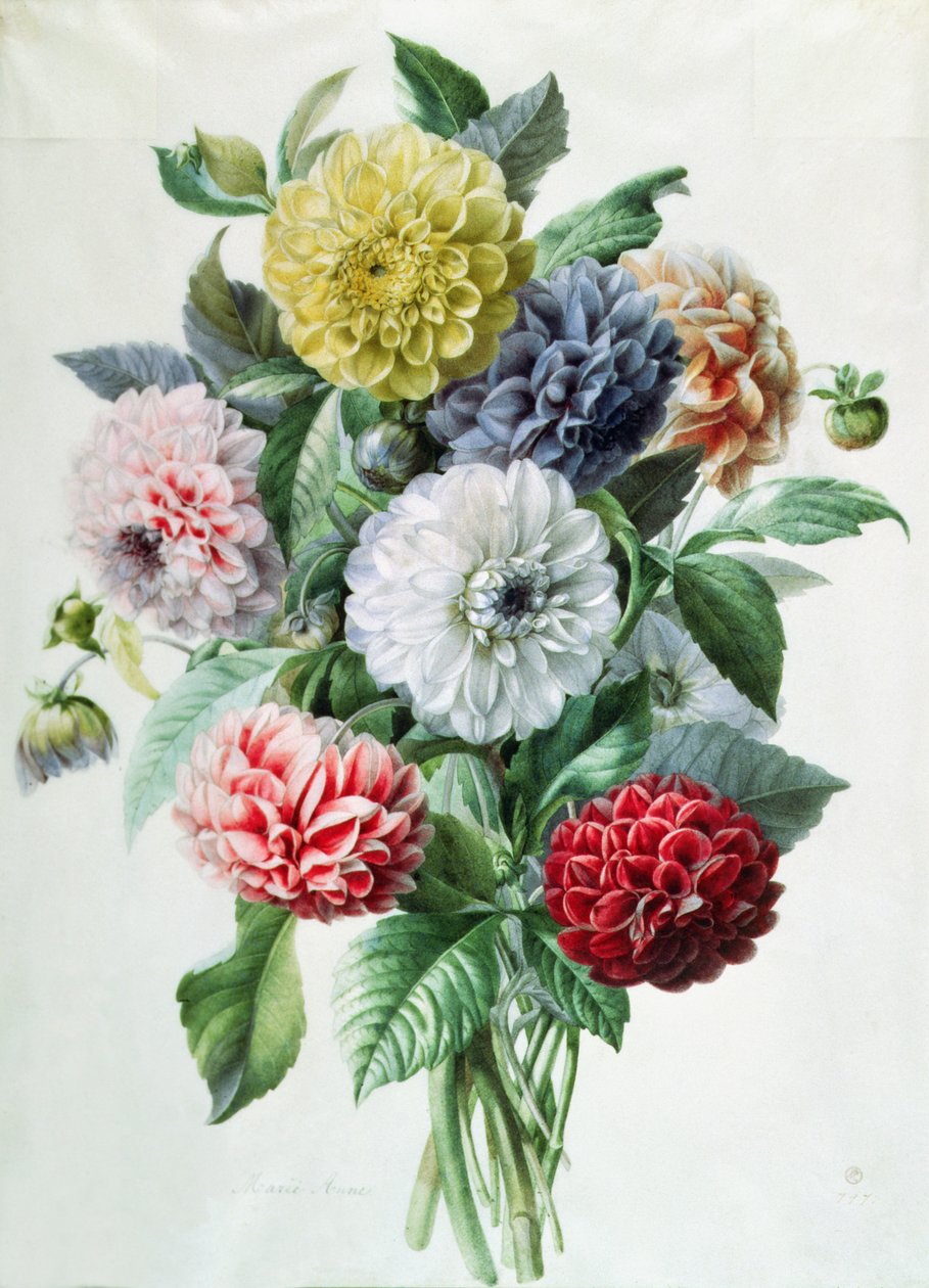 Dahlia - Marie Anne