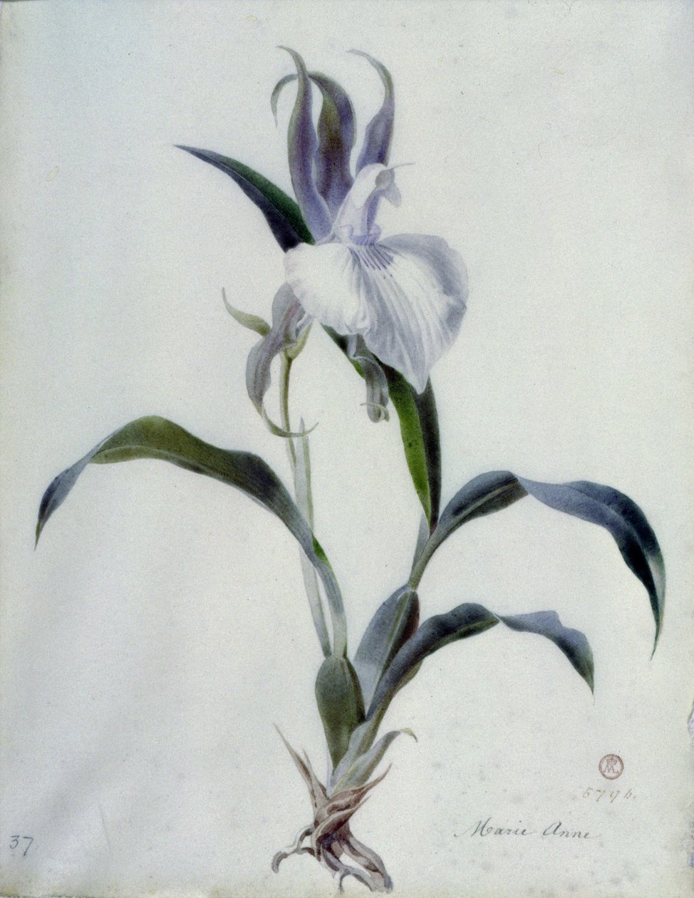 Pièces florales - Marie Anne