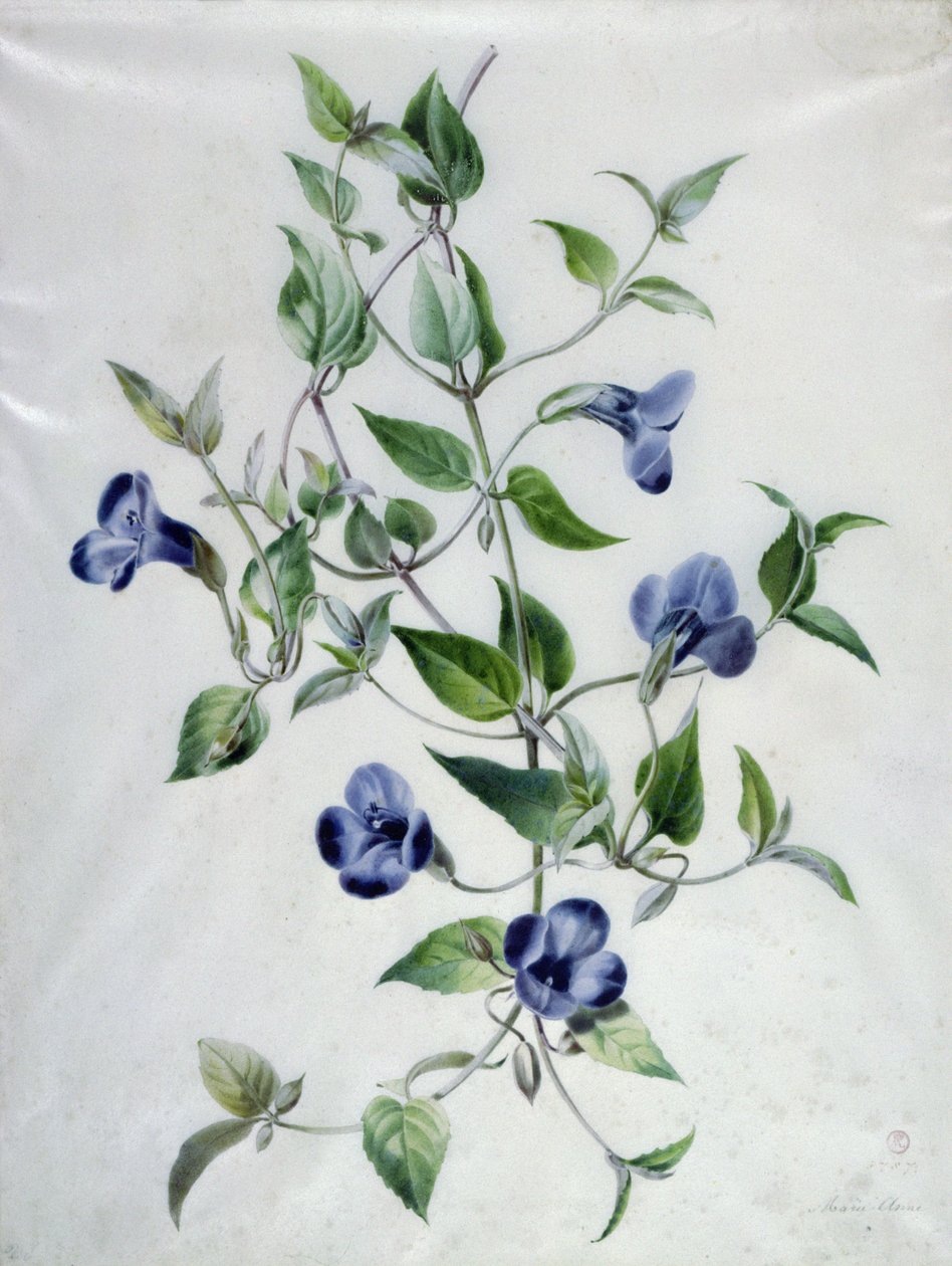 Pièces de fleurs - Marie Anne