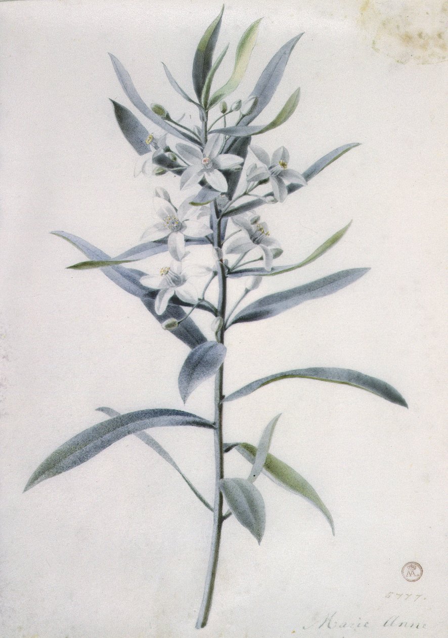 Pièces de fleurs, XVIIIe siècle - Marie Anne