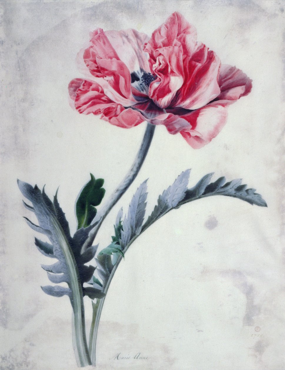 Pièces florales, Pavot oriental - Marie Anne