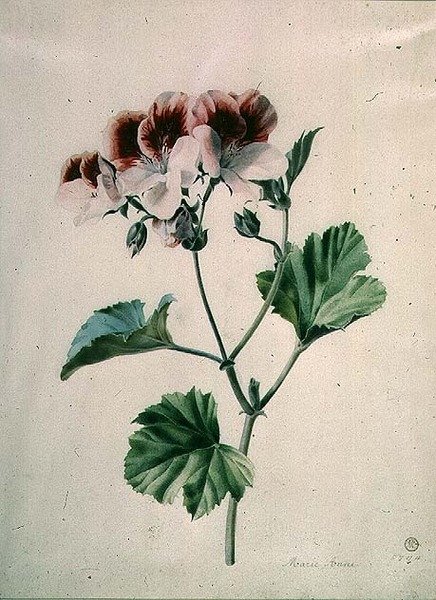 Géranium - Marie Anne