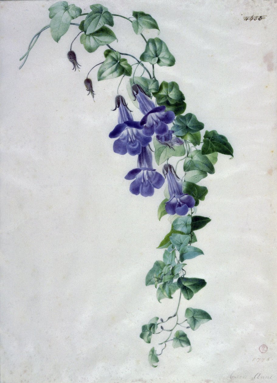 Cymbalaire des murs - Marie Anne