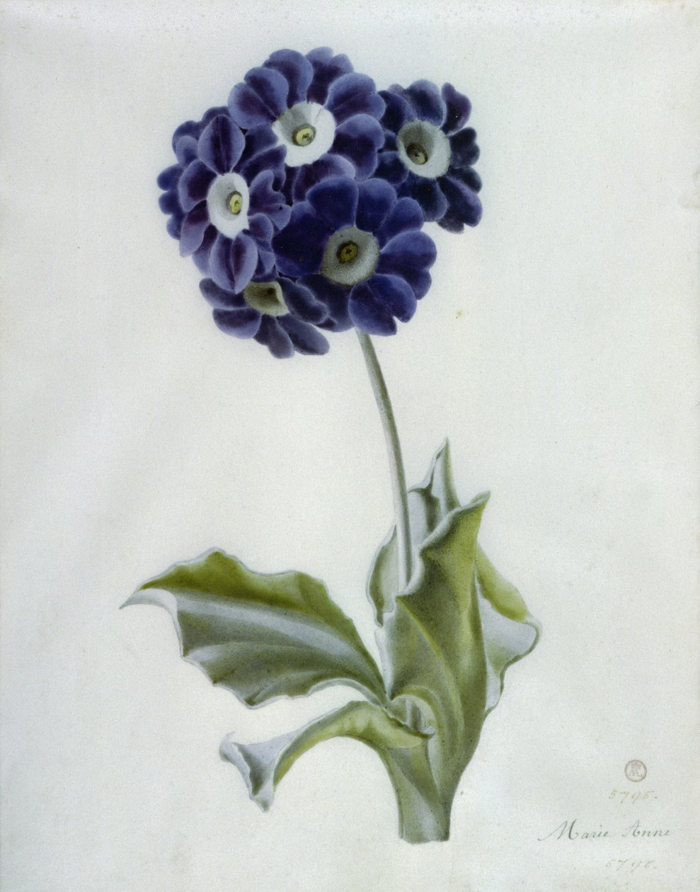 Polyanthus - Marie Anne