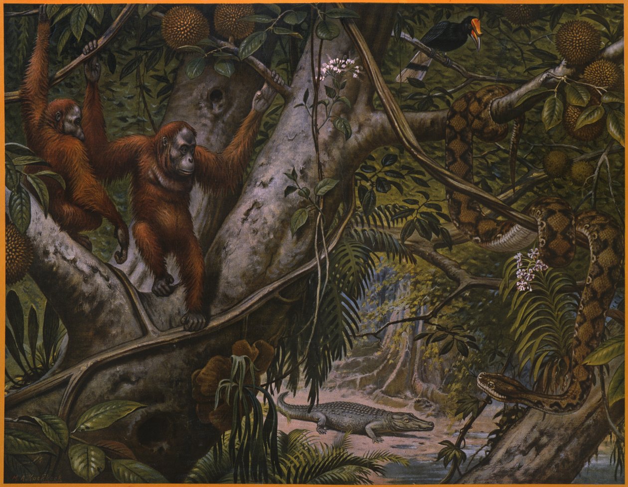 Animaux sauvages de la forêt tropicale - Marinus Adrianus Koekkoek