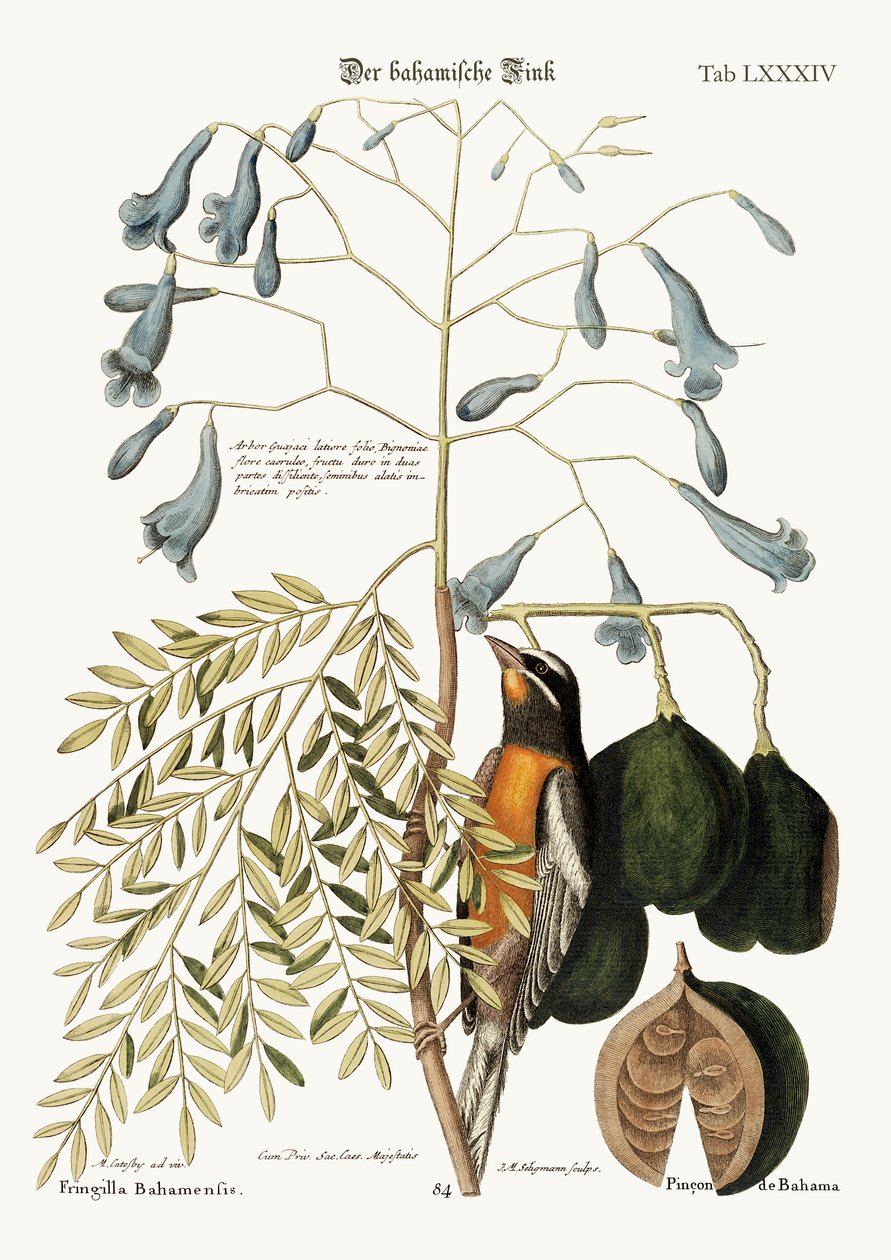 Le pinson des Bahamas, 1749-73 - Mark Catesby