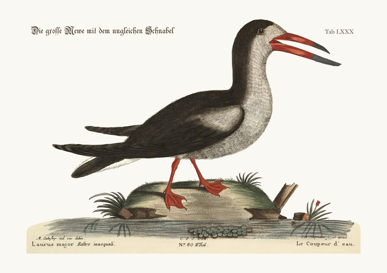 Le Coupe-Eau, 1749-73 - Mark Catesby