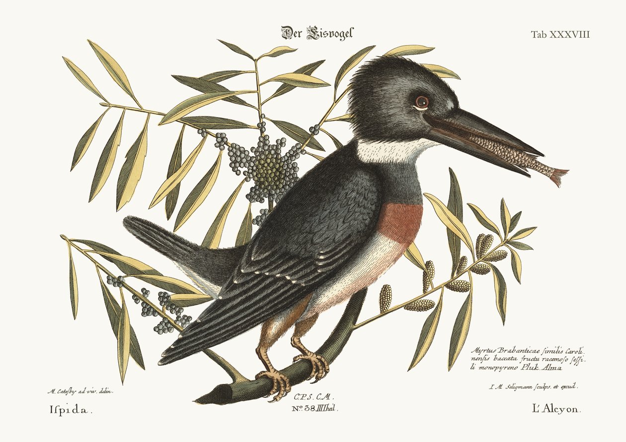 Le Martin-pêcheur, 1749-73 - Mark Catesby