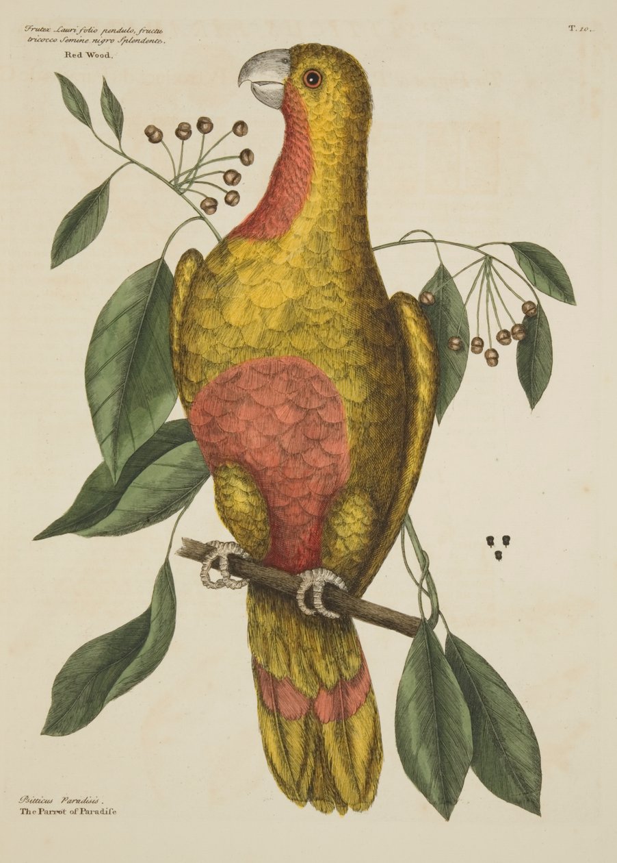 Le Perroquet du Paradis, de L
