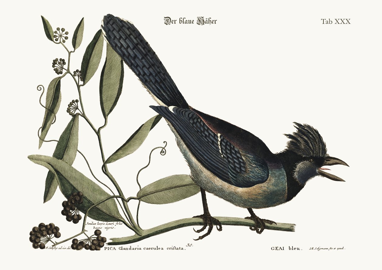 Le Geai bleu, 1749-73 - Mark Catesby