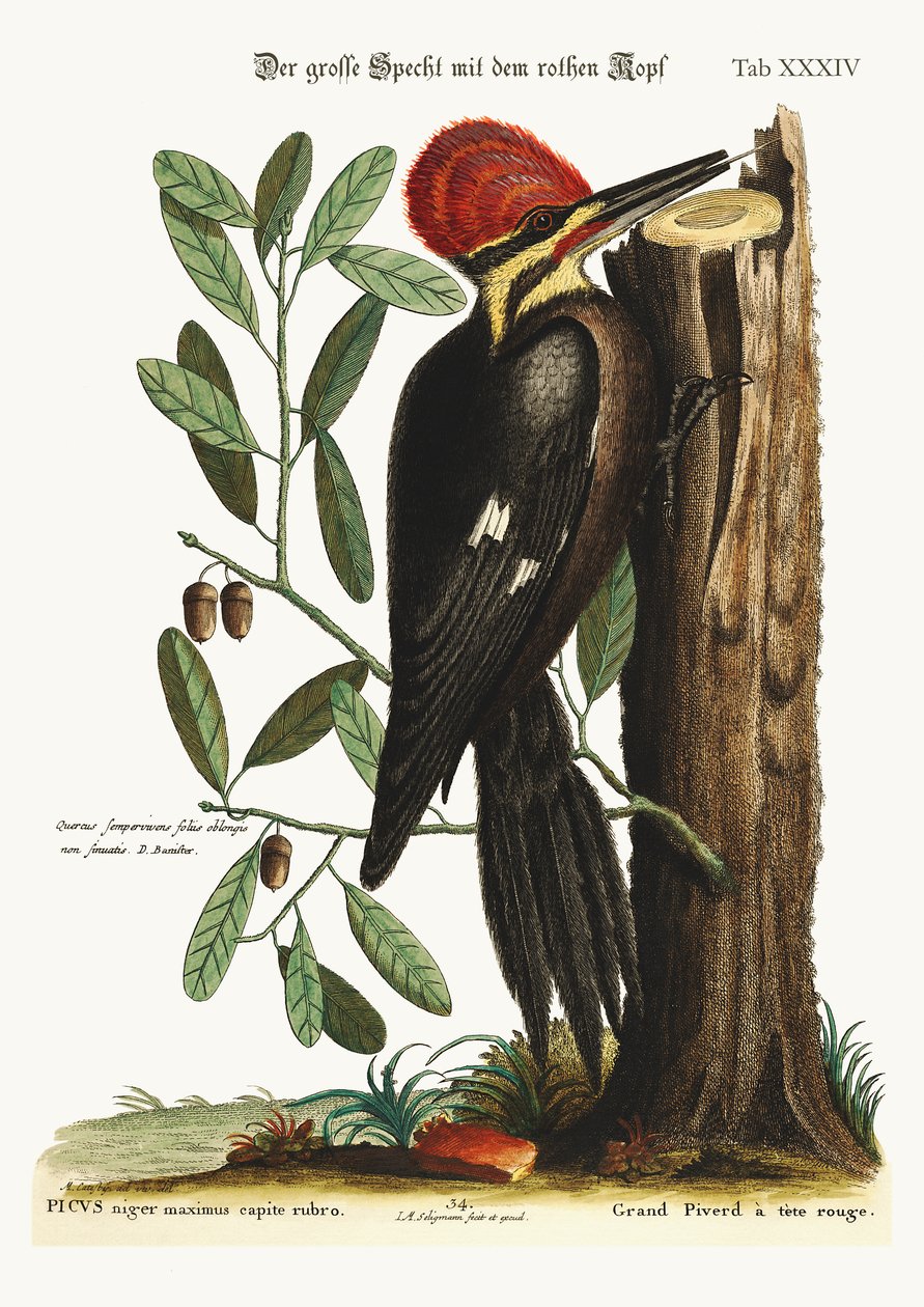 Le grand pic à crête rouge, 1749-73 - Mark Catesby