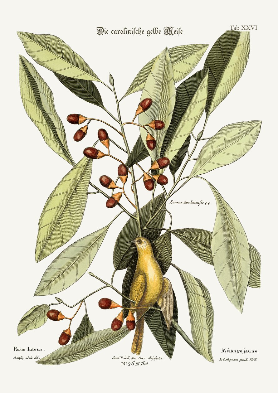 La mésange jaune, 1749-73 - Mark Catesby