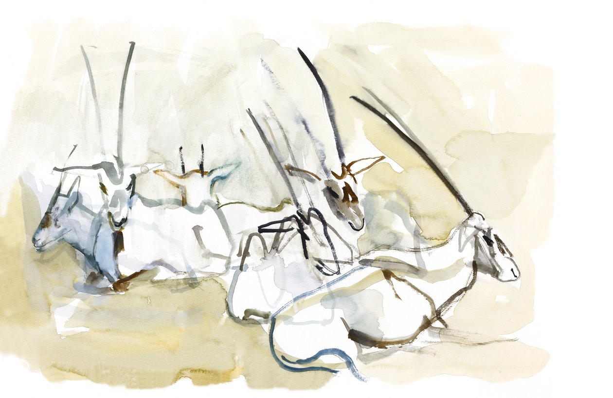 Oryx d