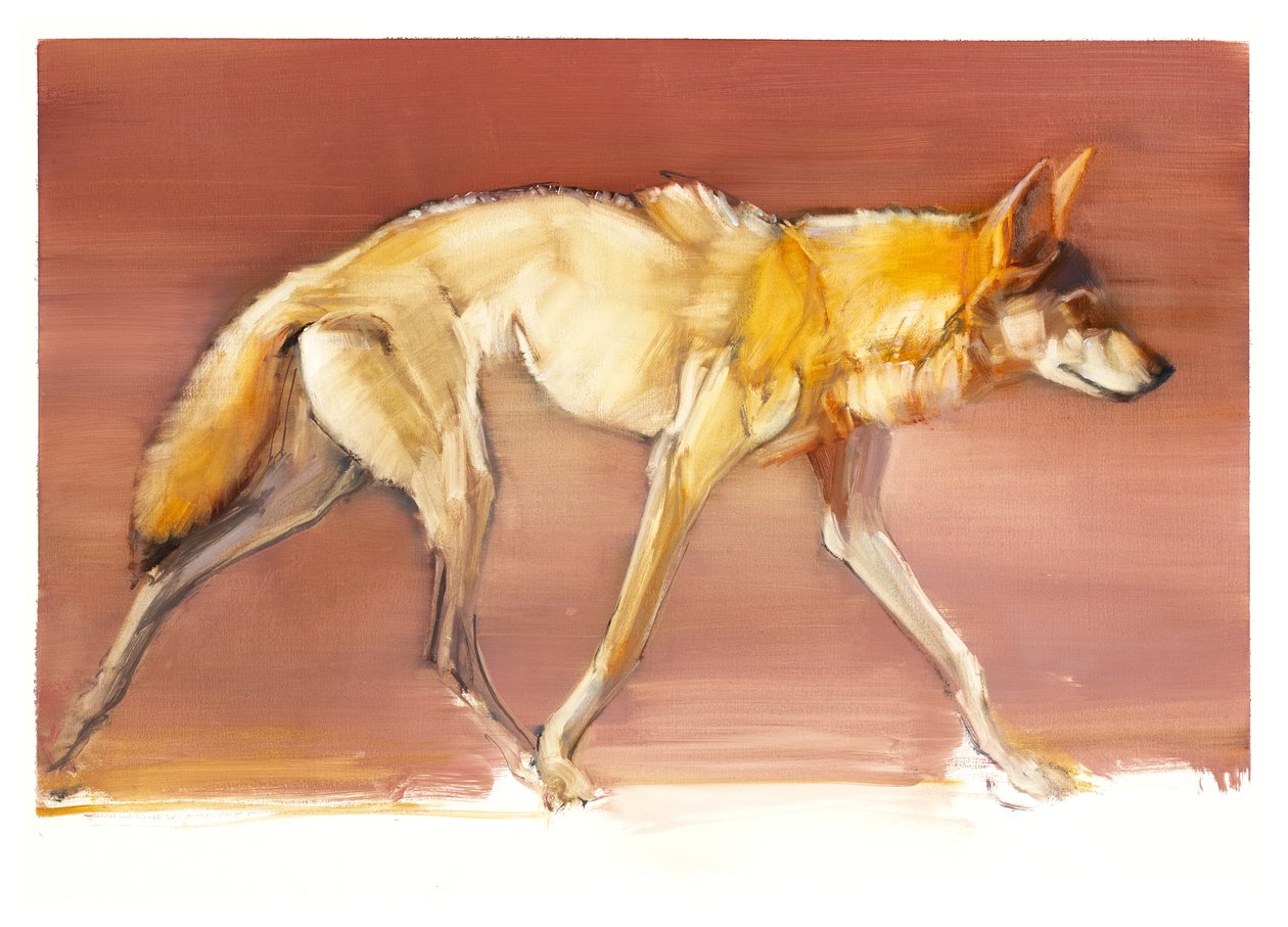 Loup arabe, 2010 - Mark Adlington