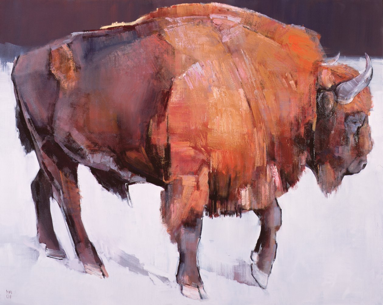 Bison Européen - Mark Adlington