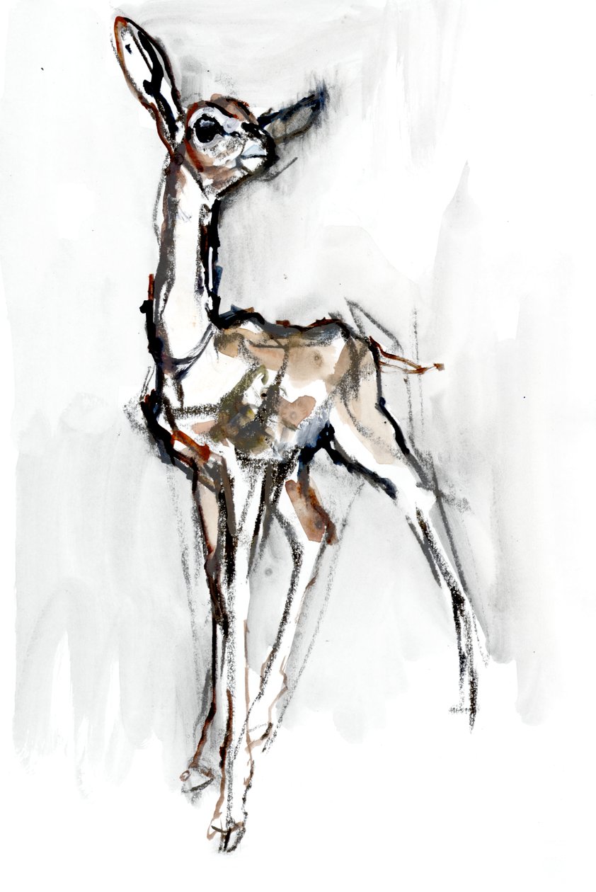 Faon de Gerenuk, Sarara, 2018 - Mark Adlington