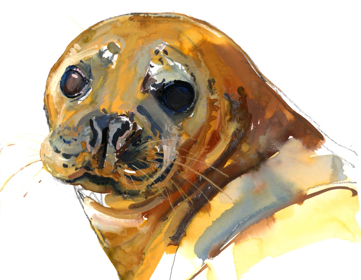 Chiot Gingembre, Westcove - Mark Adlington