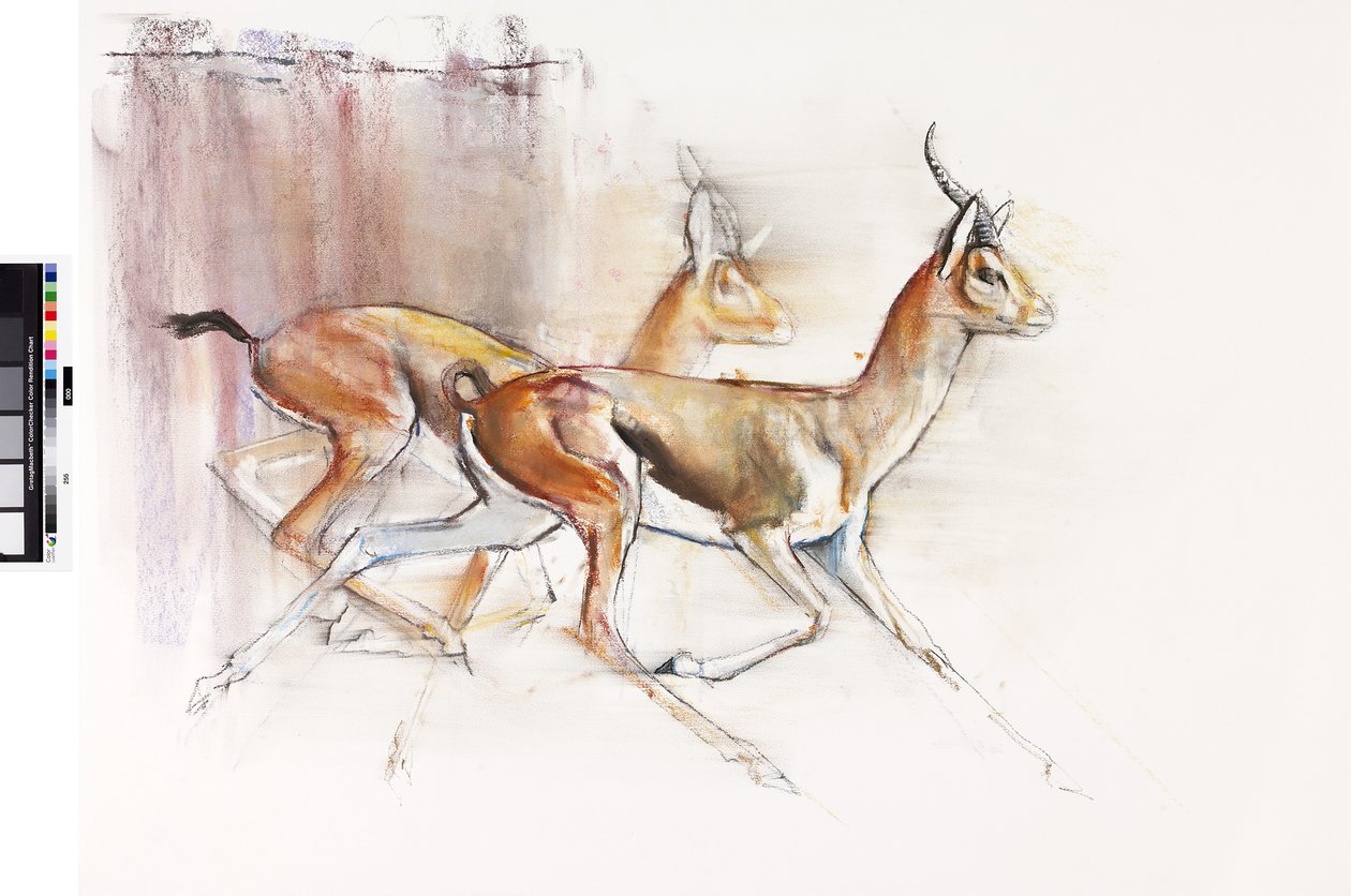 Gazelles arabes en course, 2010 - Mark Adlington