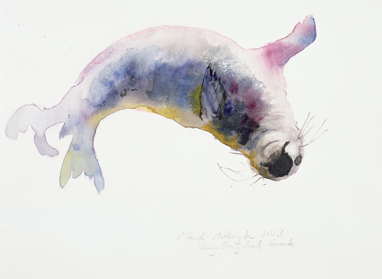 Jeune phoque gris, Gweek, 2003 - Mark Adlington