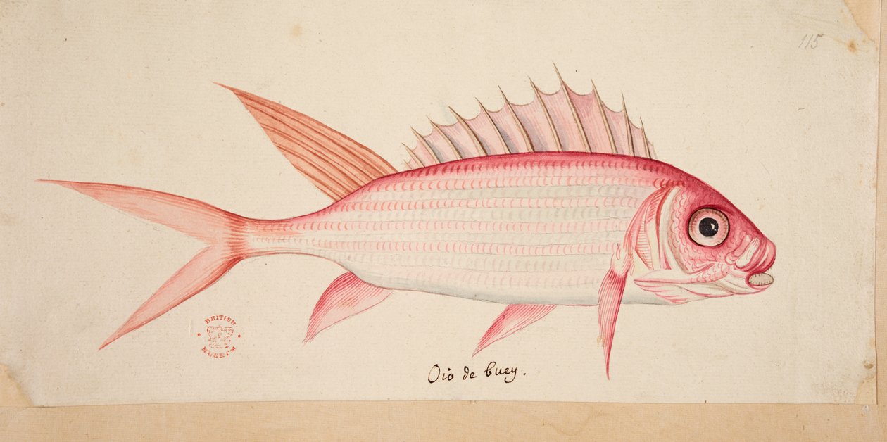 Un poisson - Mark Catesby