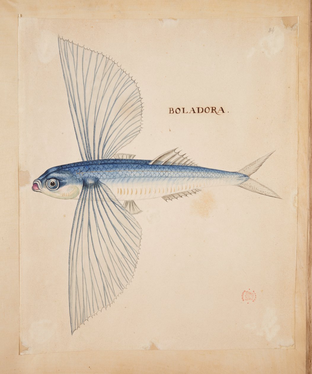 Boladora, un poisson volant - Mark Catesby