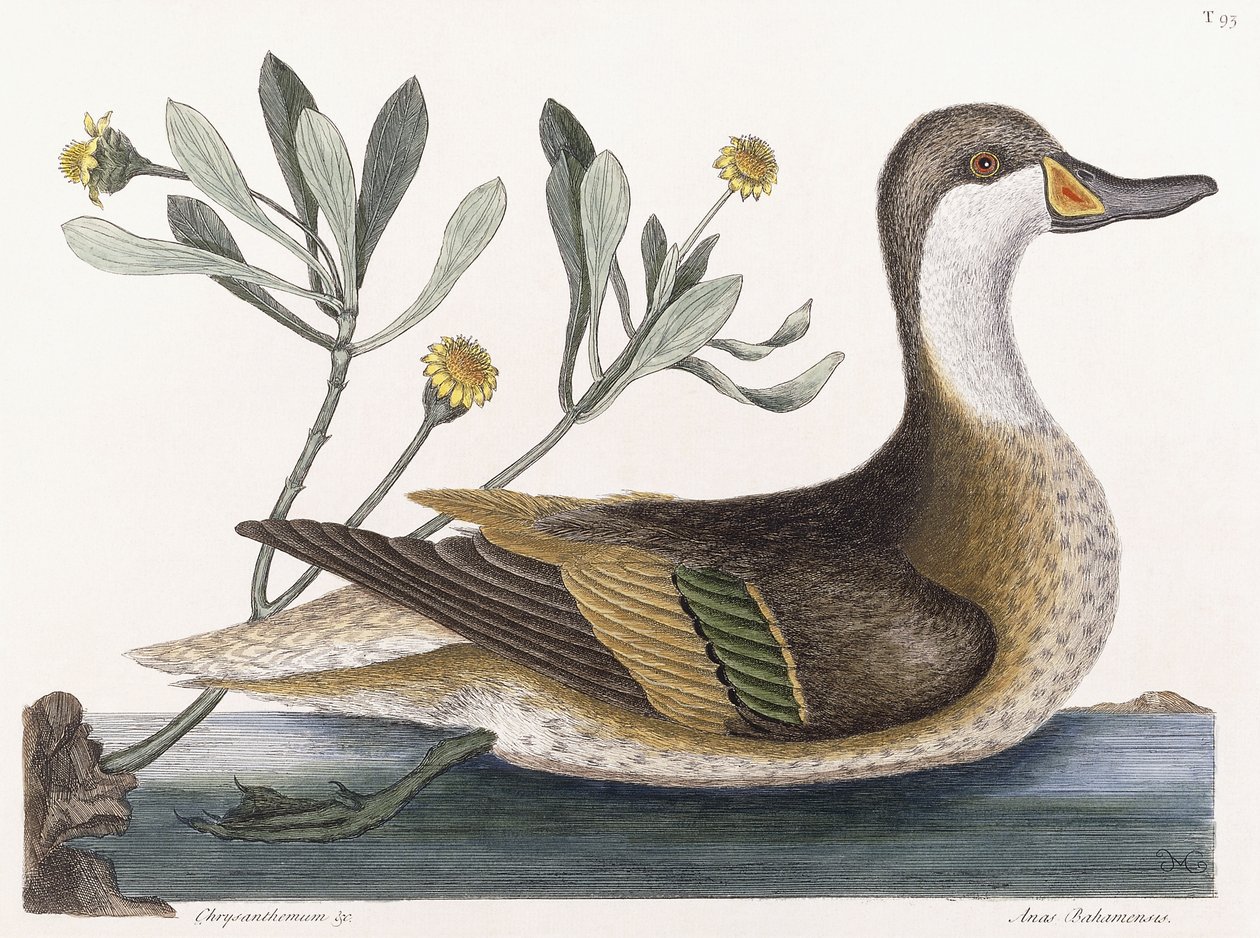 Chrysanthème &c - Mark Catesby