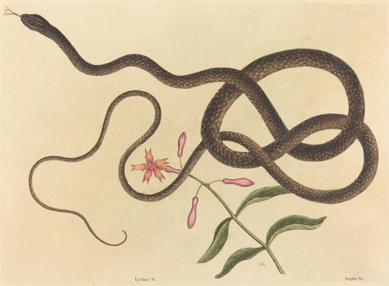 Le serpent fouet Coluber flagellum - Mark Catesby