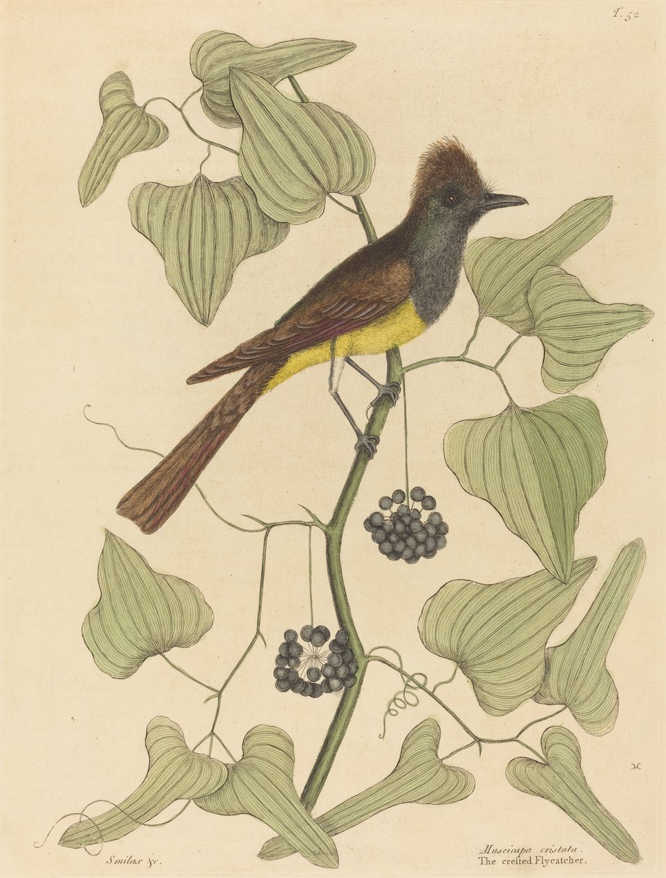 Le tyran huppé (Muscicapa cristata) - Mark Catesby