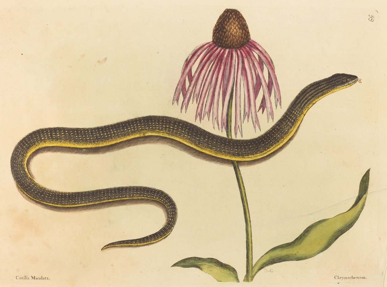 Le Serpent de Verre (Anguis ventralis) - Mark Catesby