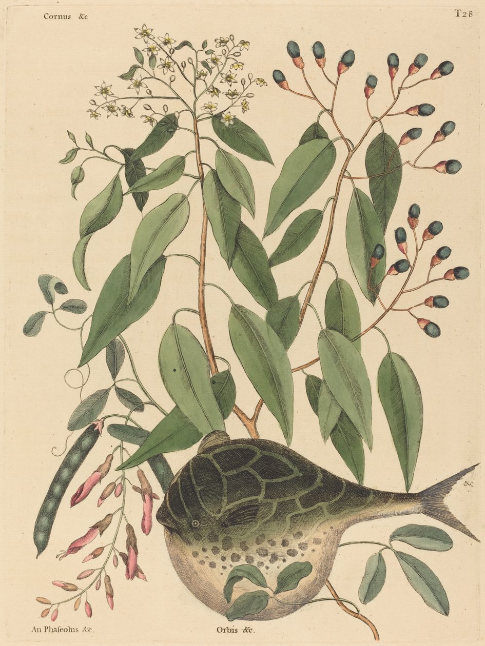 Le Poisson-Globe (Tetrodon lagocephalus) - Mark Catesby