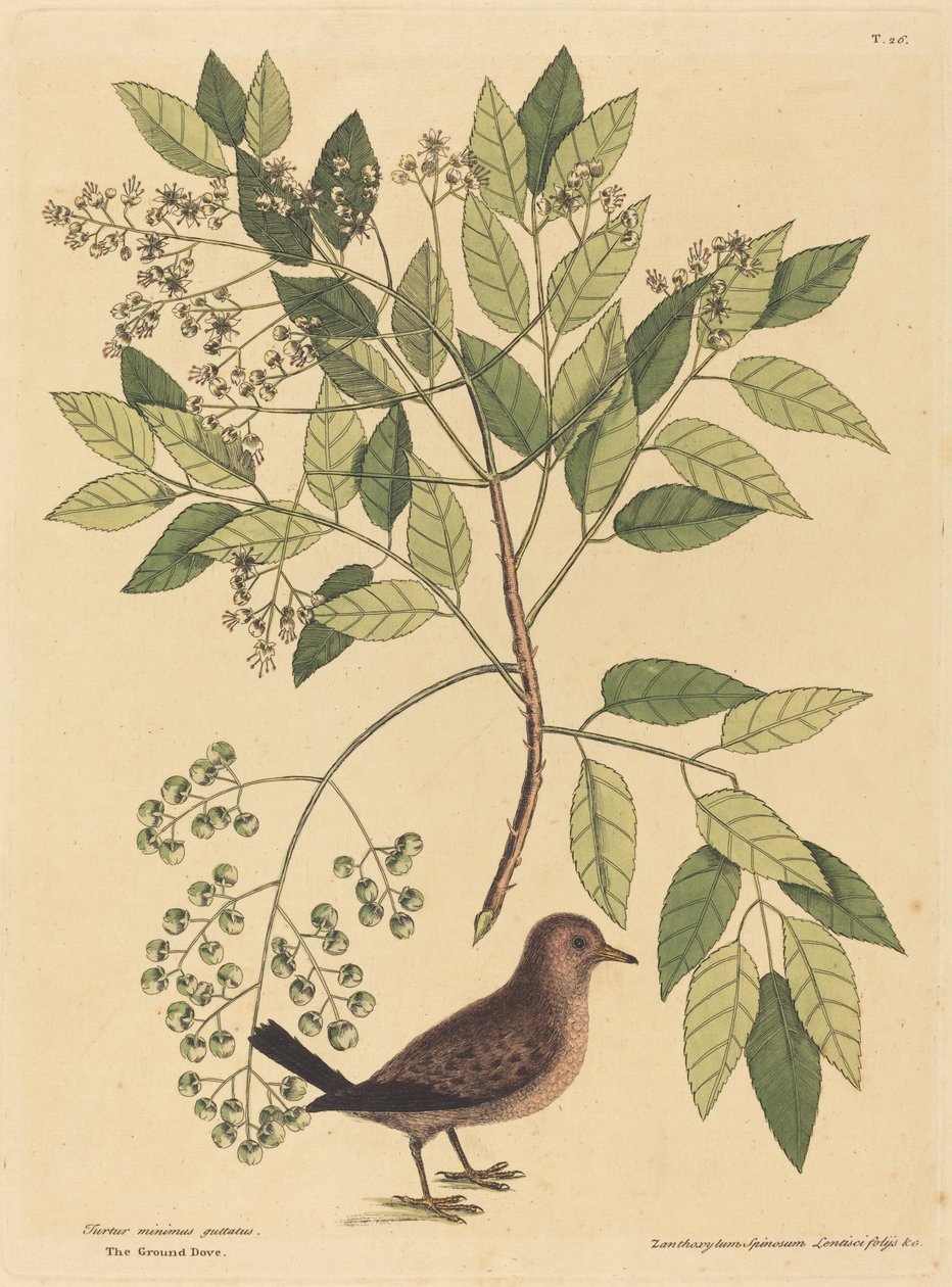 La Colombe à queue barrée Columba passerina, publié 1731-1743 - Mark Catesby