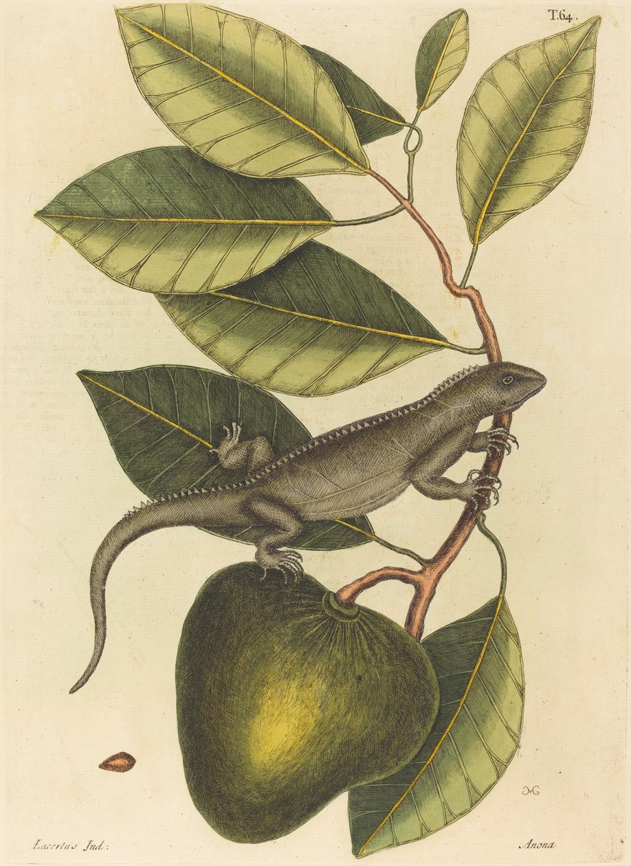 Le guana (Lacerta Iguana) - Mark Catesby