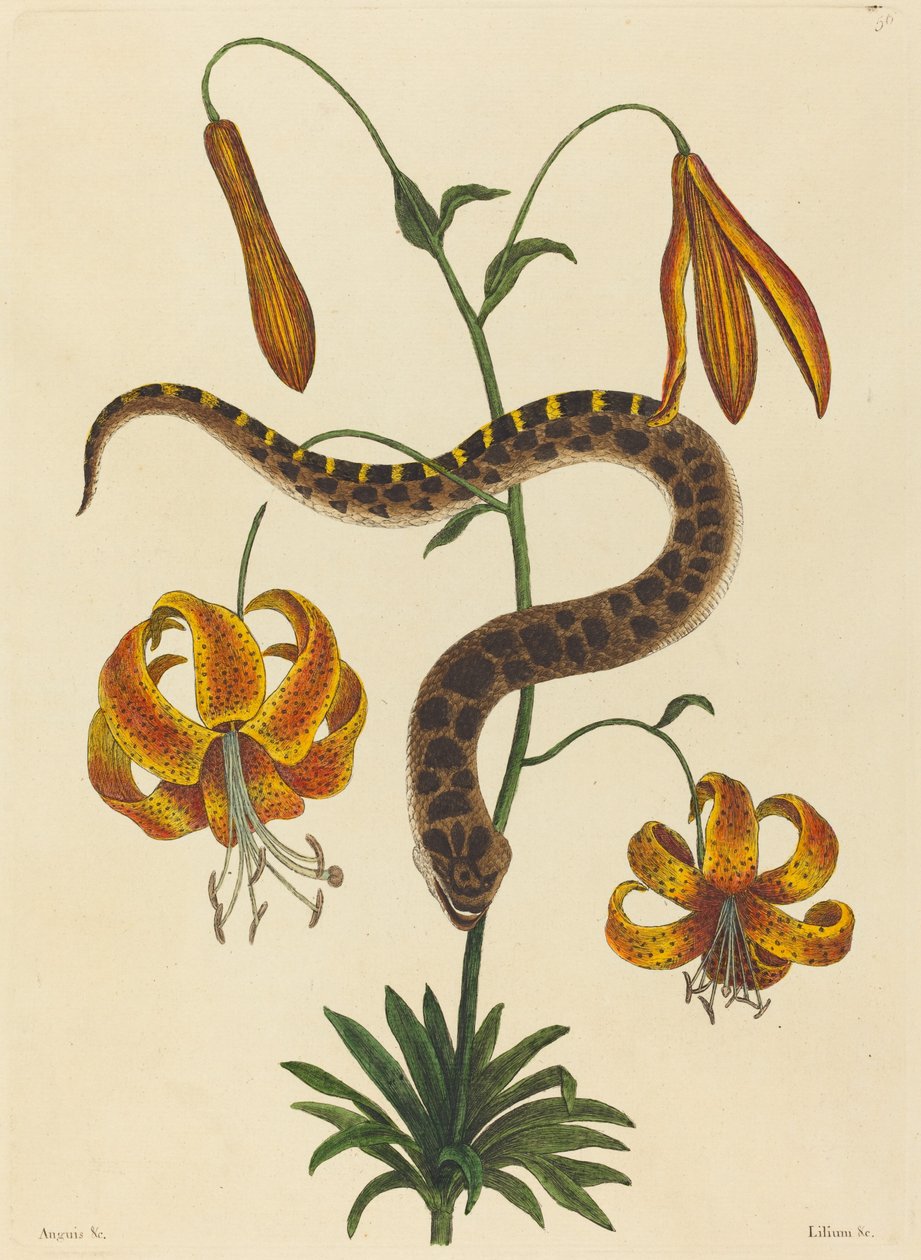 Le serpent à nez de porc (Boa contortrix) - Mark Catesby