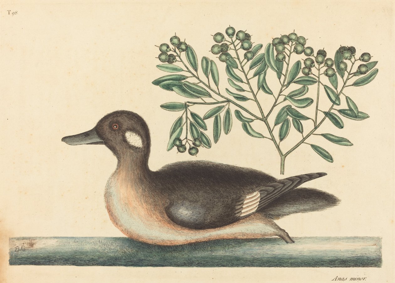 Le Petit Canard Brun (Anas rustica) - Mark Catesby
