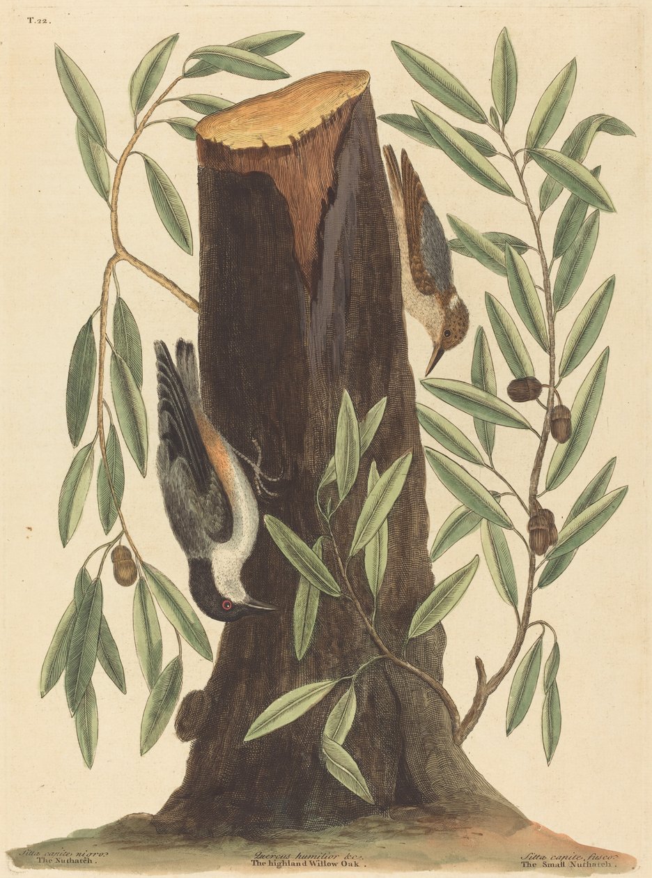La sittelle torchepot Sitta Europaea, publié 1754 - Mark Catesby