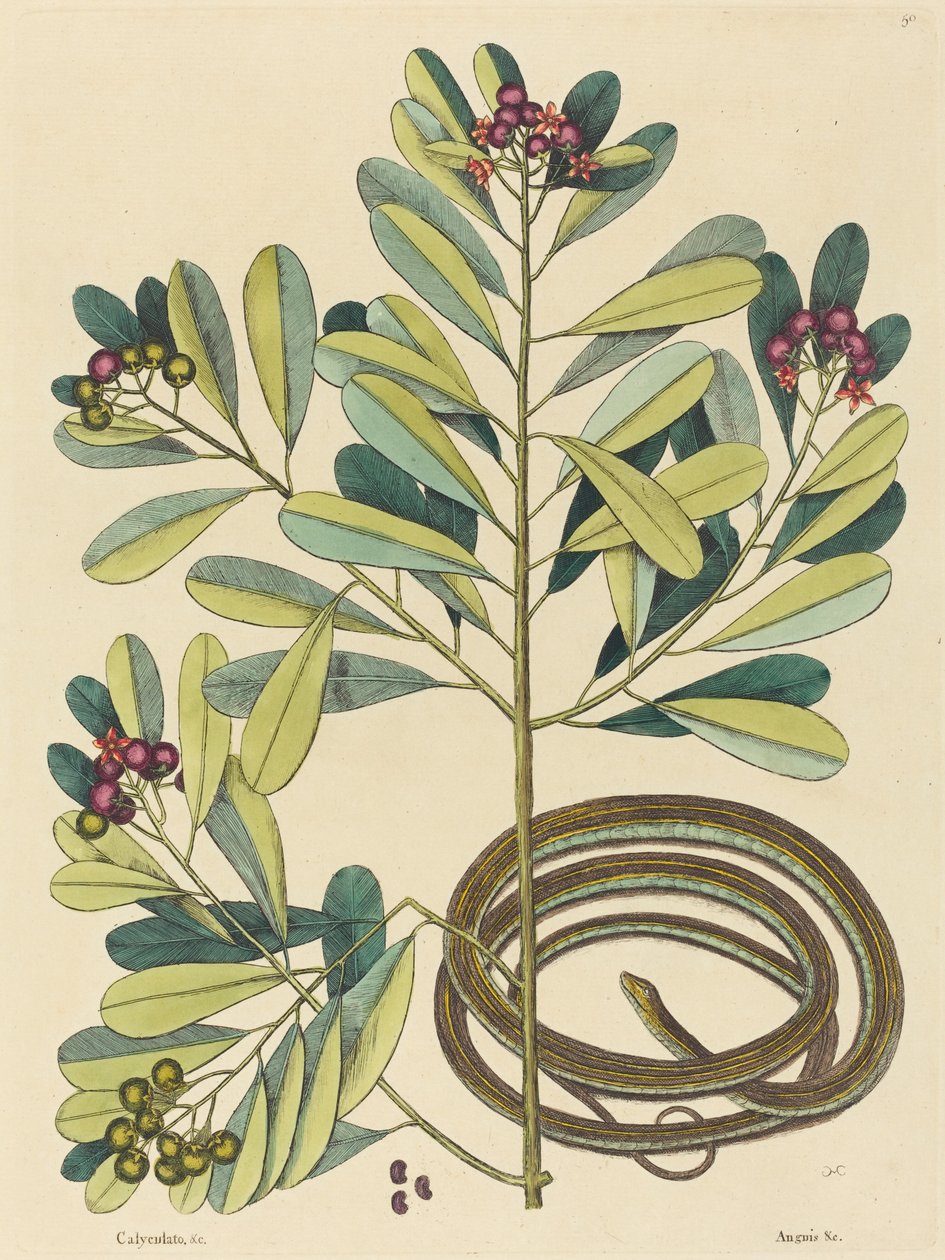 Le Serpent Ruban (Coluber saurita) - Mark Catesby