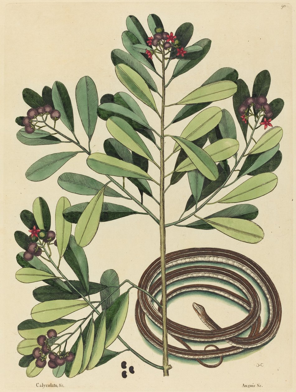 Le serpent ruban (Coluber saurita) - Mark Catesby