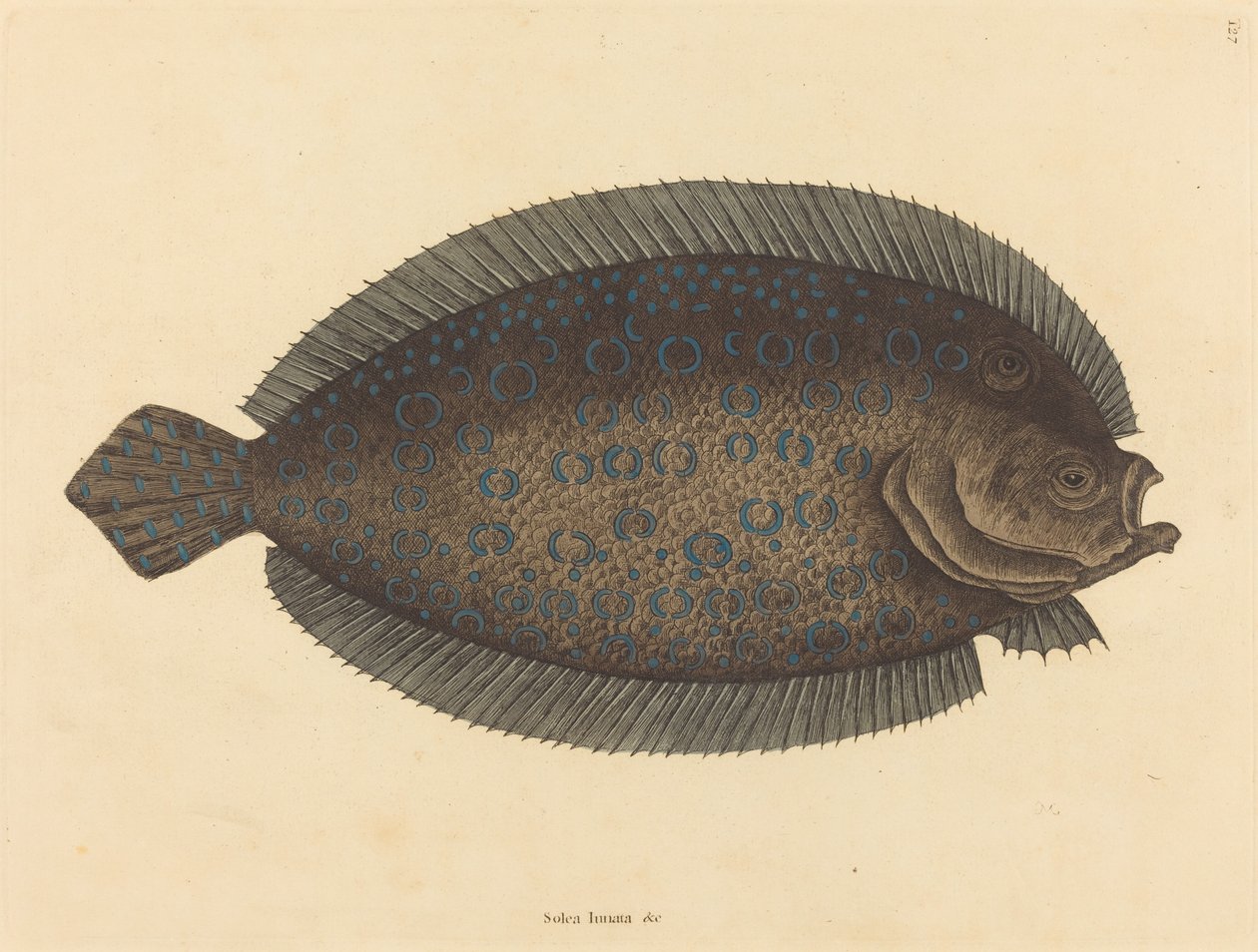 La Sole Pleuronectes lunatus - Mark Catesby