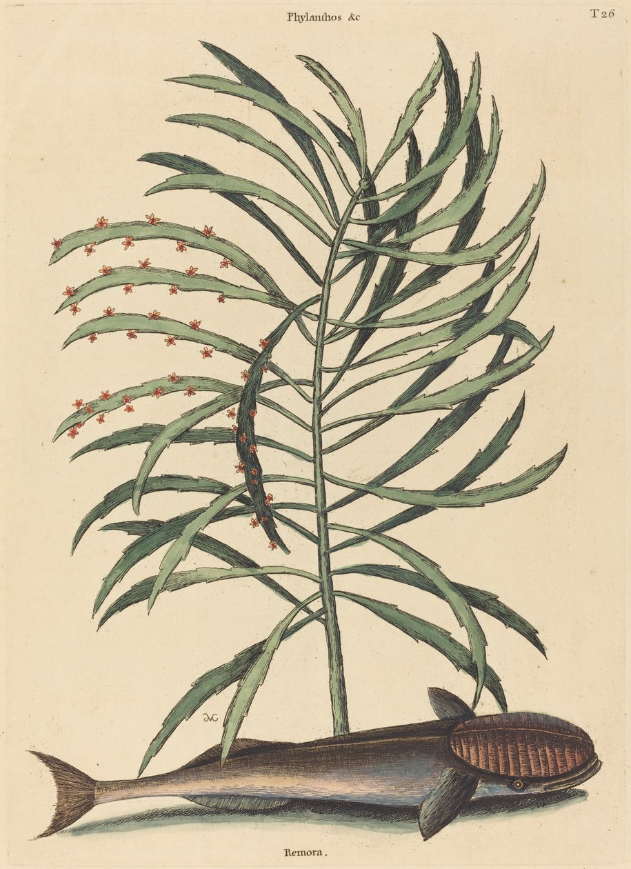Le Poisson Suceur (Echeneis Naucratis) - Mark Catesby
